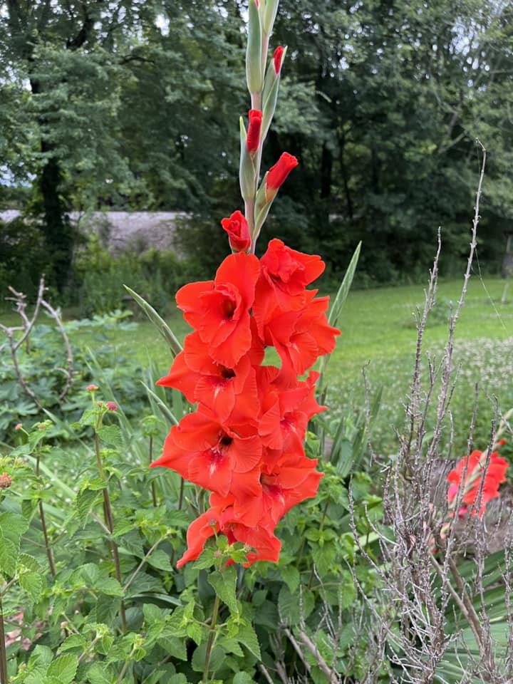flower  community garden.jpg