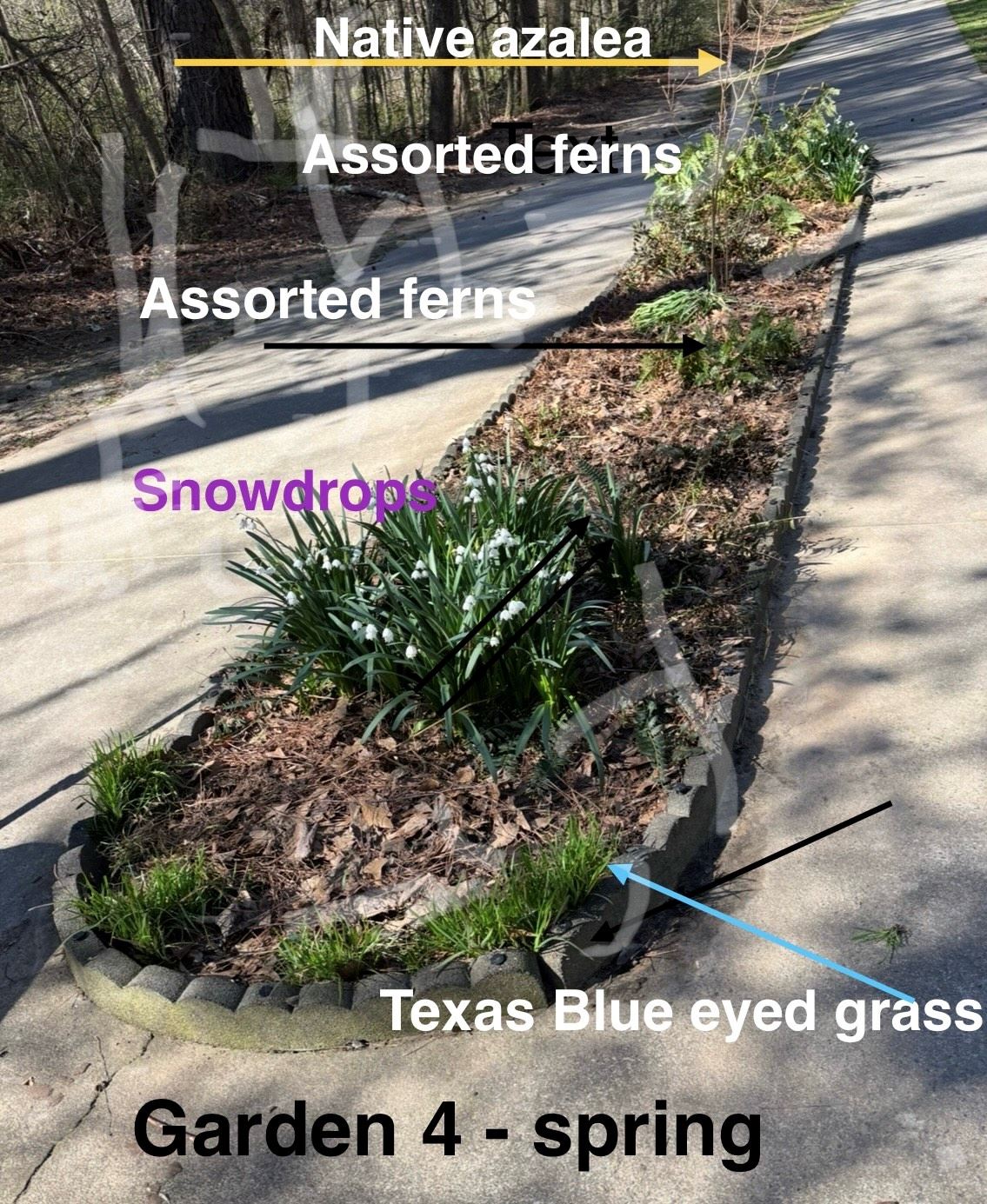 garden bed with labeled arrows pointing to different plants: azaleas, snowdrops, assorted ferns