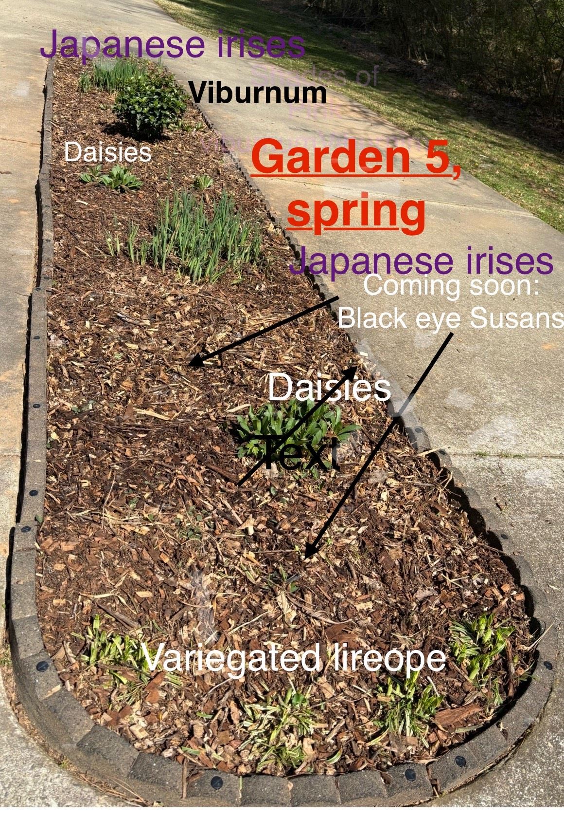 garden bed with labeled arrows pointing to different plants: japanese irises, daisies, viburnum