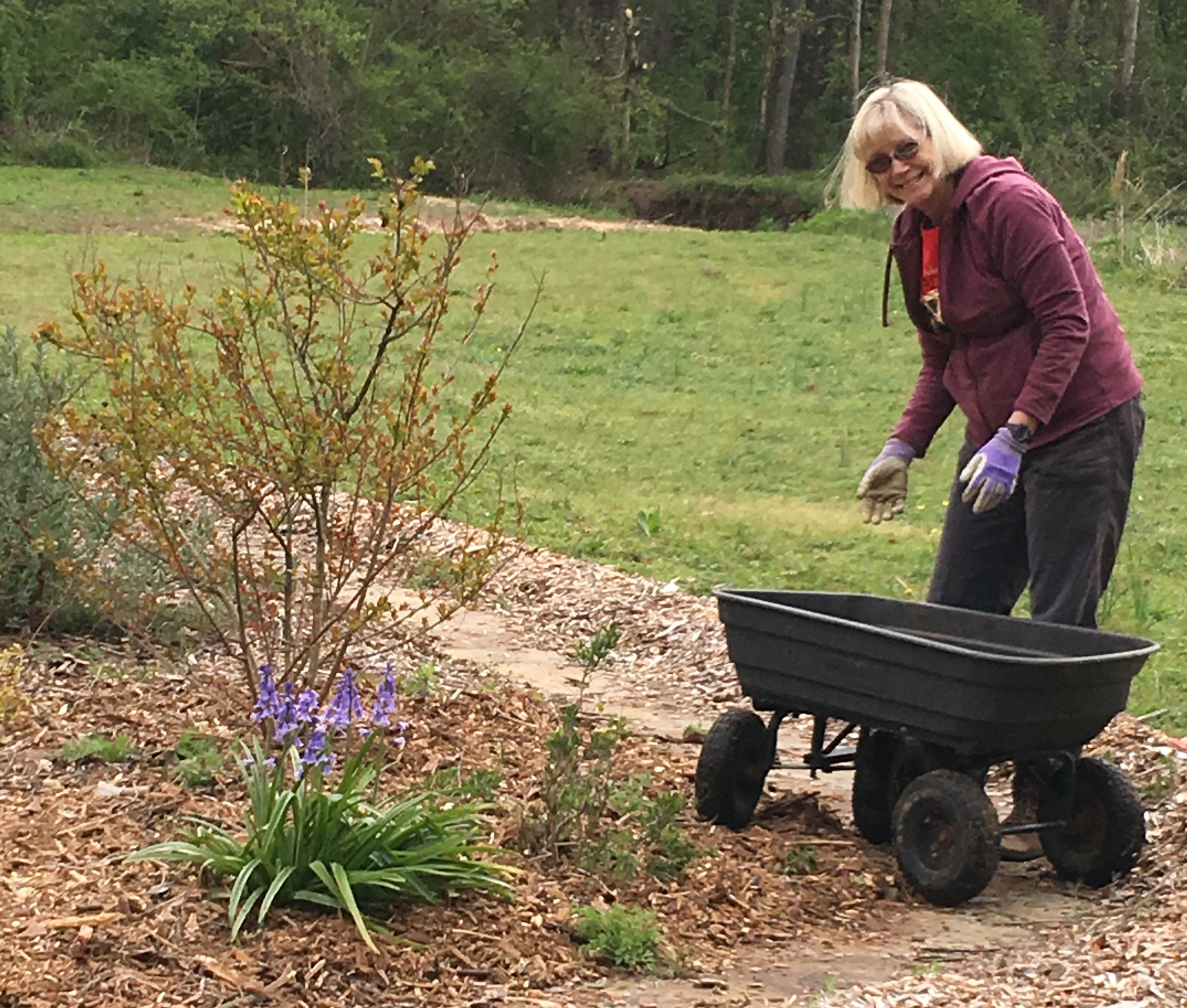 a woman gardener prepares to reach into a wheelbarrow next to gardening bed